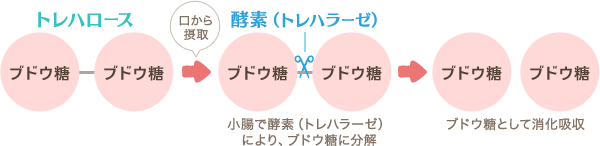 トレハロース分解図