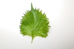 大葉（しそ）～サステナブルレシピ～の写真